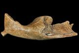 Woolly Mammoth Partial Jaw with M Molar #149838-7